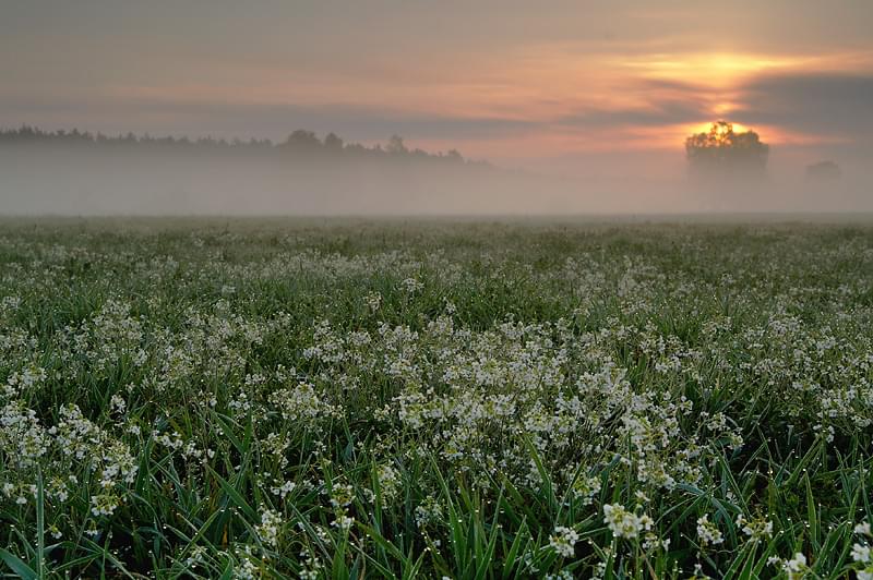 Dołączona grafika