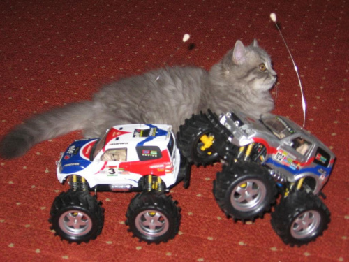 4 miesiąc
Jak to facet - z samochodami #kot #KotyBrytyjskie