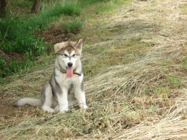 Alaskan malamute