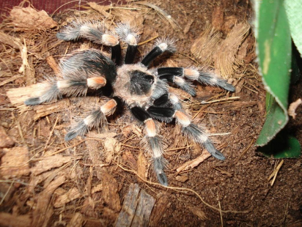 Brachypelma smithi L8