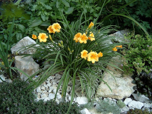 W moim ogrodzie #MÓJOGRÓD #przyroda #kwiaty #ogrod #rosliny #liliowce #skalniak