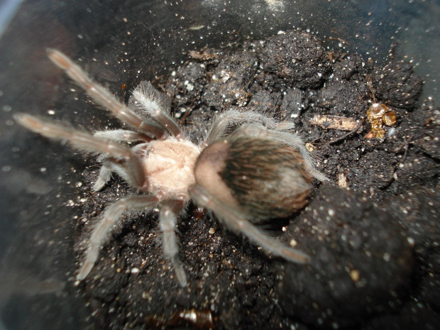 Brachypelma ruhnaui L7