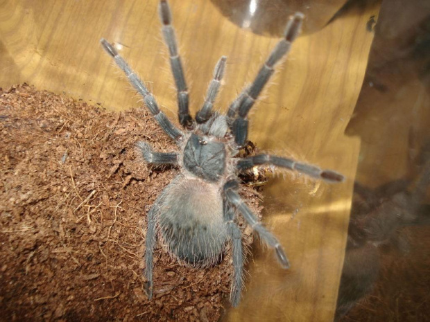 Lasiodora parachybana L8 samiczka