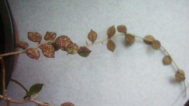 Hoya curtisii