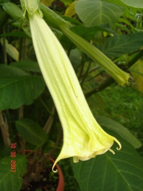 datura