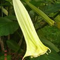 datura