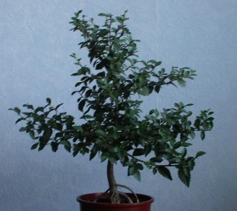 Siberian Elm 2Y