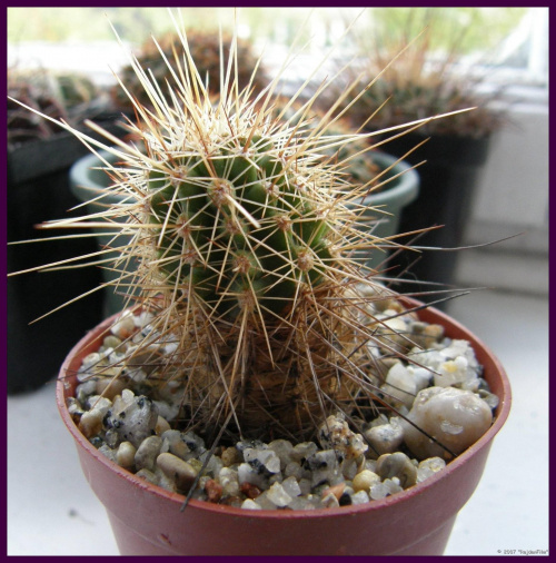 echinocereus engelmannii #kaktusy