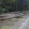 Skład drewna prze zwózką #las #rower #ŚcieżkaPrzyrodnicza