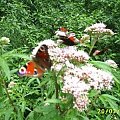 grupa motyli na kwiatach nad stawem w Miliczu