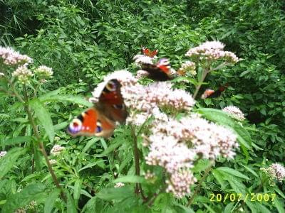 grupa motyli na kwiatach nad stawem w Miliczu