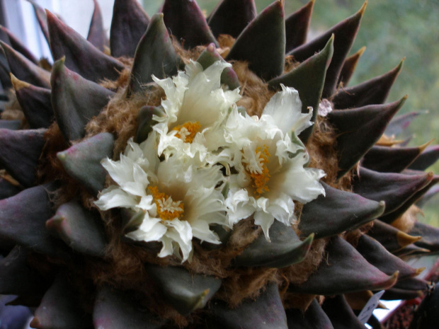 kaktus meksyk ariocarpus trigonus 3 kwiaty #kaktus #meksyk #kwiat #ariocarpus