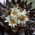kaktus meksyk ariocarpus trigonus 3 kwiaty #kaktus #meksyk #kwiat #ariocarpus