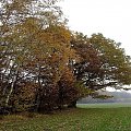 Jesień, Koluszki, las, mgła jesienna #Jesień #Koluszki #las #MgłaJesienna
