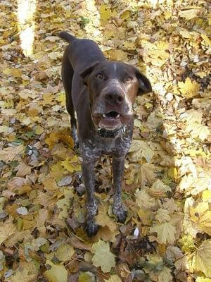 zajac lama i bandog