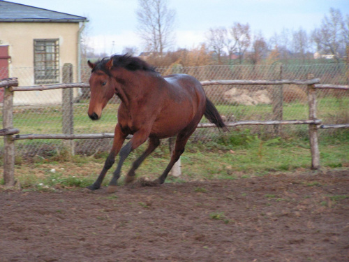 bagatela, elza, modelka #koniki