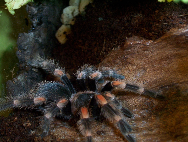 smithi