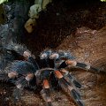 smithi