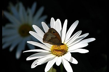 #zdjecie #foto #przyroda #makro #motyl