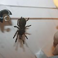 smithi