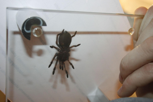 smithi