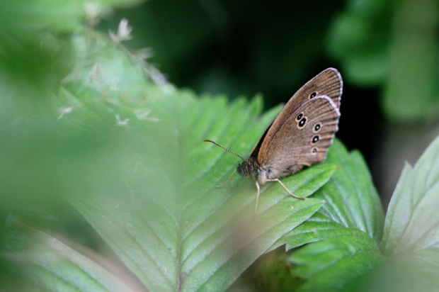 Przestrojnik trawnik (Aphantopus hyperantus) #makro