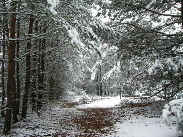 Zima w lesie #Zima