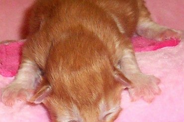 Dolar #dolar #kocięta #HodowlaKotyDoroty #MaineCoon #KotyRasowe