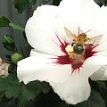 stołówka #sierpien2007 #kwiatki #przyroda #ciekawostki #jaba #pszczoła #sex #rosliny