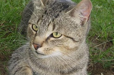 Moje kociaki #koty #kot #koteczek