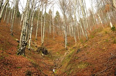 W stronę Pustej Wielkiej. Wyjątkowo strome i śliskie podejście. Początkowy odcinek niebieskiego szlaku. #Zlot1