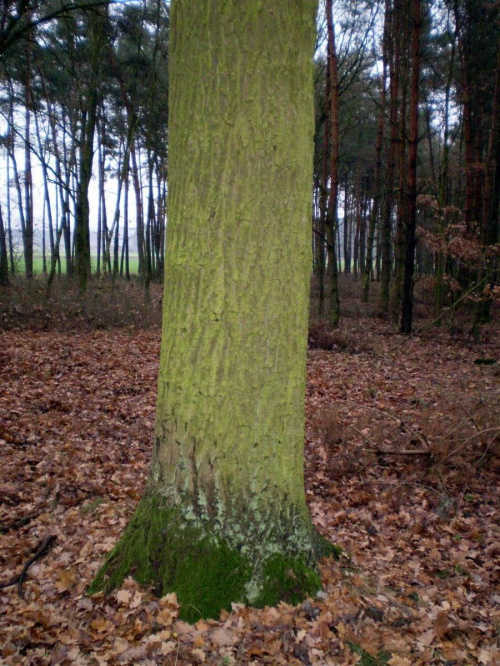Niezłe drzewko ... Data : 18.11.2007. Miejsce : las . Miejscowość : Piaski Wielkopolskie .