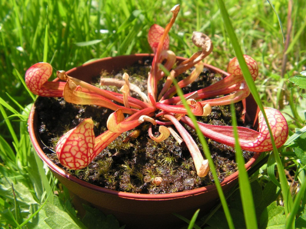 Sarracenia psittacina #kapturnica