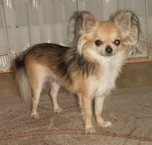 moja mama #Chihuahua
