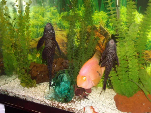 akwarium --- glonojady :) i rybki #akwarium #glonojady