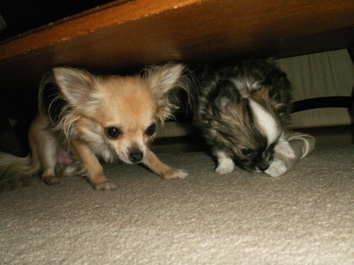 ostatnie zabawy z mamą... #pies #Chihuahua