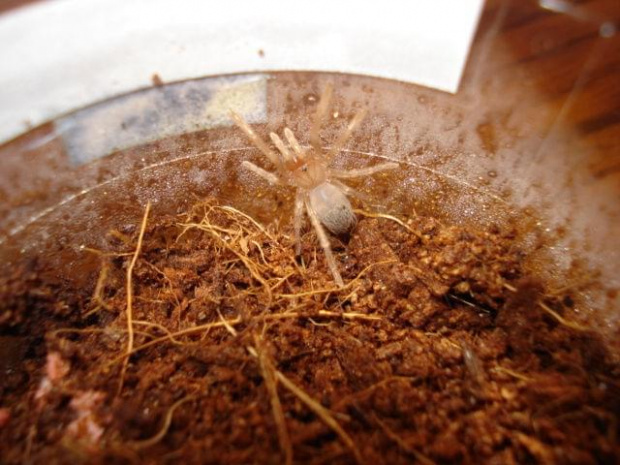 Brachypelma smithi (Ptasznik czerwonokolanowy)
L1/L2