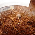 Brachypelma smithi (Ptasznik czerwonokolanowy)
L1/L2