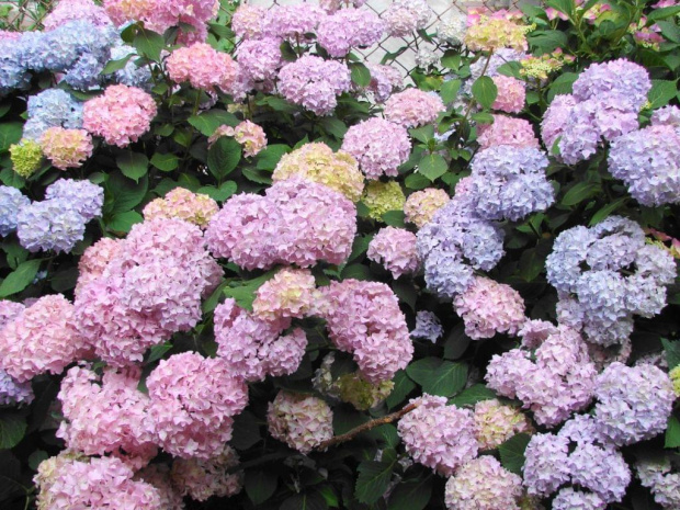 #HydrangeaMacrophylla #HortensjaOgrodowa #hortensje #hydrangeas