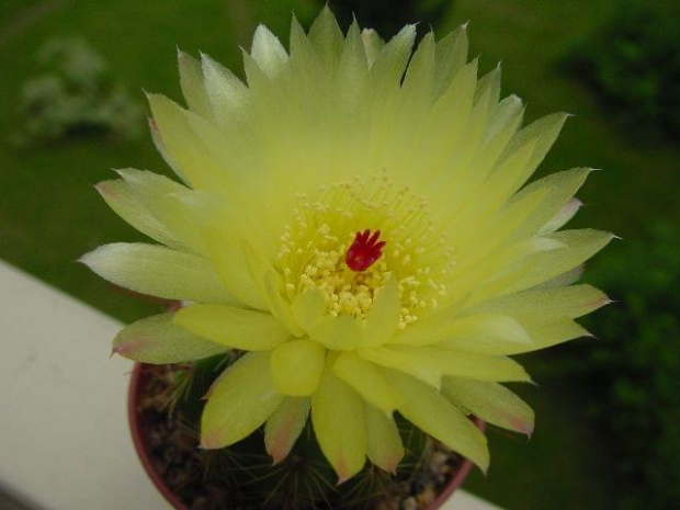 Notocactus ottonis