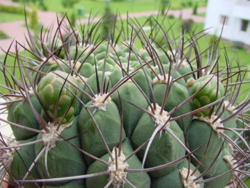 Gymnocalycium saglione