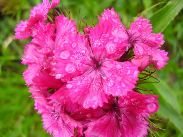 #kwiaty #deszcz