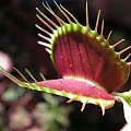 Dionaea musicpula 'red green' . trochę światła i się ladnie wybarwiła.