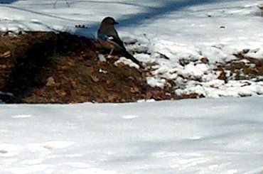 Ptaki #Ptaki #KrynicaMorska #urlop #sójka