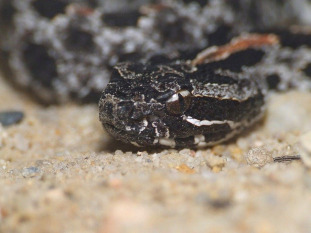 Sistrurus miliarius barbouri