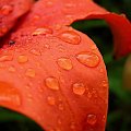 Lilia orientalna po deszczu #kwiaty