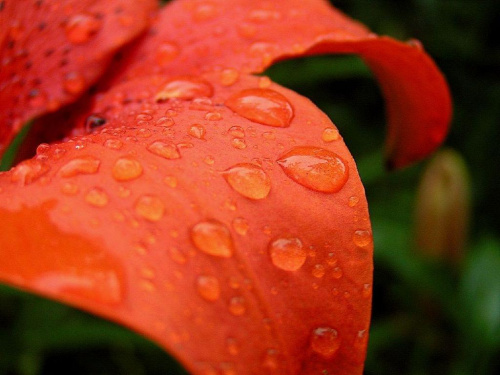 Lilia orientalna po deszczu #kwiaty
