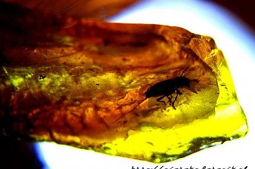 Moje inkluzje #Inkluzje #bursztyn #jantar #amber #elektrum #morze