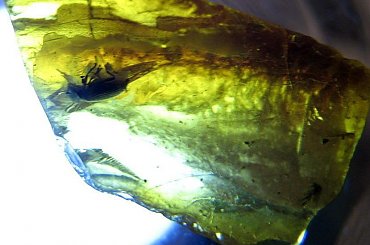 Moje inkluzje #Inkluzje #bursztyn #jantar #amber #elektrum #morze