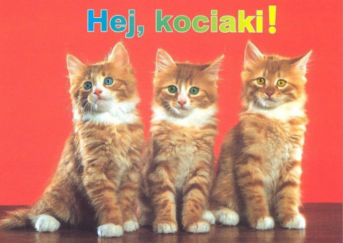 #kociaki #kolory #kotki #miłość #pocztówki